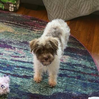 Rescue Poodle and Mixed Breed Dogs for Adoption in St. Peters, Missouri - Maci | PetCurious