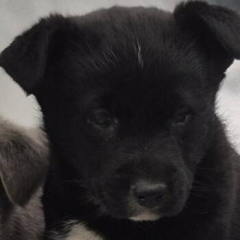 Shepherd Dogs Available for Adoption - Bunky | PetCurious