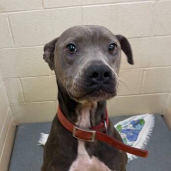 Ruckus -  Mixed Breed Dog for Adoption in Winston-salem, North Carolina - Ruckus | PetCurious