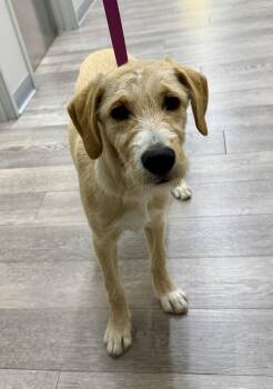 Rescue Labrador Retriever and Labradoodle Dogs for Adoption in Cypress, California - Sage 2 | PetCurious