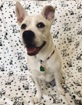 Rescue American Bulldog and Carolina Dog Dogs for Adoption in Houston, Texas - Ella | PetCurious