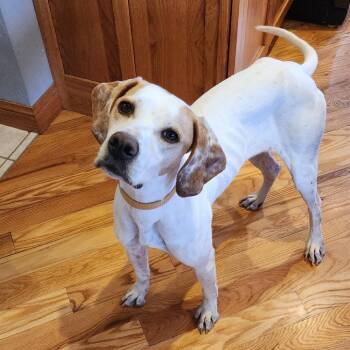Dottie -  English Pointer and German Shorthaired Pointer Dog for Adoption in Monticello, Iowa - Dottie | PetCurious