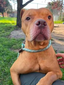 Yam -  Pit Bull Terrier Dog for Adoption in Chicago, Illinois - Yam | PetCurious