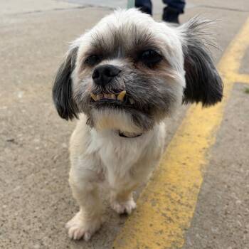 Bigglesworth -  Mixed Breed Dog for Adoption in Mentor, Ohio - Bigglesworth | PetCurious