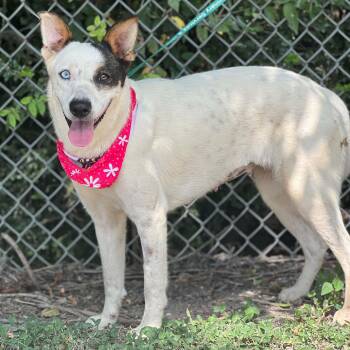Clarissa -  Australian Cattle Dog Blue Heeler and Collie Dog for Adoption in Madisonville, Texas - Clarissa | PetCurious