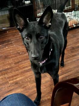 Retriever Dogs Available for Adoption in Valley Stream, New York - Pinky | PetCurious