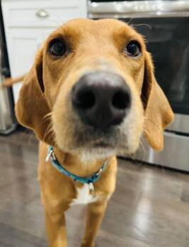 Rescue Foxhound Dogs for Adoption in Beulaville, North Carolina - Bacon! | PetCurious