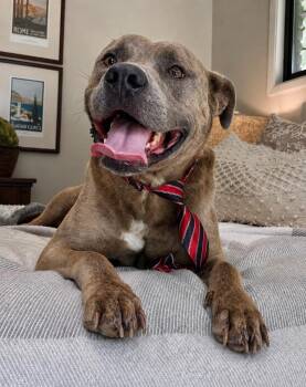 Rex - Local Foster -  American Staffordshire Terrier Dog for Adoption in Princeton, Massachusetts - Rex - Local Foster | PetCurious