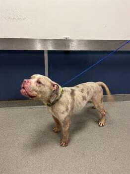 American Bulldog Dogs Available for Adoption in Doral, Florida - DUECE | PetCurious
