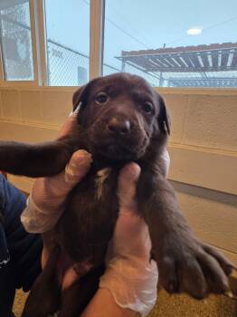 Labrador Retriever and Pit Bull Terrier Dogs Available for Adoption in Gold Beach, Oregon - Forge | PetCurious