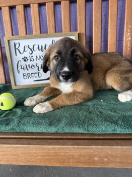 Shepherd and Golden Retriever Dogs Available for Adoption in North Prairie, Wisconsin - **ANNA** | PetCurious