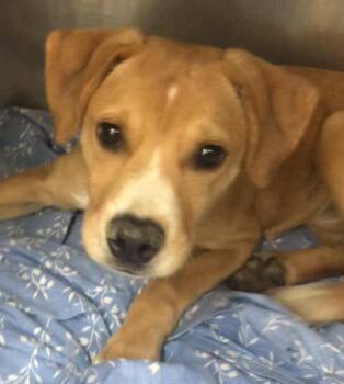 Labrador Retriever and Mixed Breed Dogs Available for Adoption in Parma, Ohio - Sapphire | PetCurious