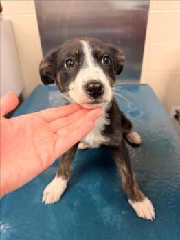 Border Collie and Mixed Breed Dogs Available for Adoption - SOPHIA | PetCurious