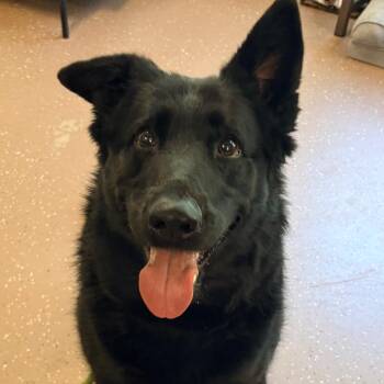 German Shepherd Dog Dogs Available for Adoption in Belleville, Illinois - Valkyrie | PetCurious