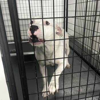 Ghost -  Terrier Dog for Adoption in St. Louis, Missouri - Ghost | PetCurious