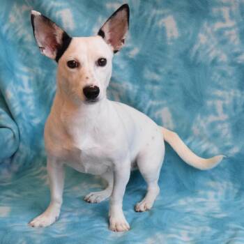 Raven -  Chihuahua and Mixed Breed Dog for Adoption in Eureka, California - Raven | PetCurious