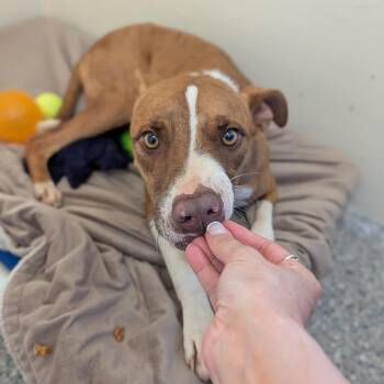 Flanagan -  Mixed Breed Dog for Adoption in Hendersonville, North Carolina - Flanagan | PetCurious
