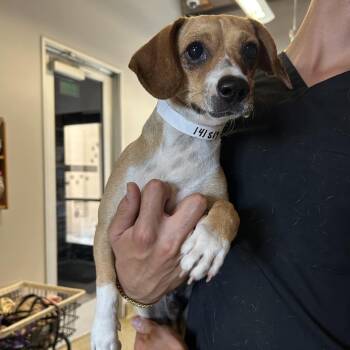 Nugget* -  Chihuahua and Terrier Dog for Adoption in San Gabriel, California - Nugget* | PetCurious
