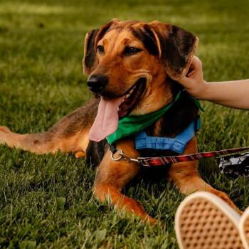 Copper -  Coonhound and Mixed Breed Dog for Adoption in Evansville, Indiana - Copper | PetCurious
