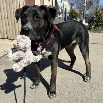 Rescue Black Labrador Retriever Dogs for Adoption in Fairfax Station, Virginia - Taylor Tot | PetCurious