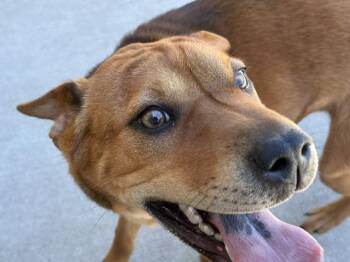 Shar Pei and Mixed Breed Dogs Available for Adoption in Tulsa, Oklahoma - KC | PetCurious