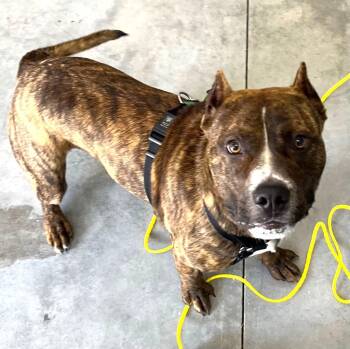 American Bulldog Dogs Available for Adoption in Charlottesville, Virginia - Kenobi Great With Kids, Cats And Dogs!  Adorable Little Man | PetCurious