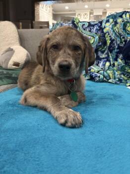 Great Pyrenees and Catahoula Leopard Dog Dogs Available for Adoption in Wolcott, Connecticut - Maribel | PetCurious