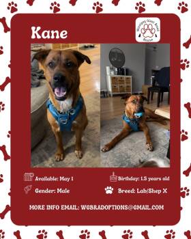 Kane -  Labrador Retriever and Shepherd Dog for Adoption in Winnipeg, Manitoba - Kane | PetCurious