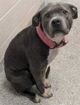 GIRLIE -  Pit Bull Terrier Dog for Adoption in Akron, Ohio - GIRLIE | PetCurious