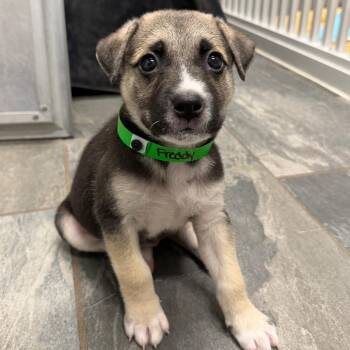 FREDDY -  German Shepherd Dog and Mixed Breed Dog for Adoption in West Palm Beach, Florida - FREDDY | PetCurious