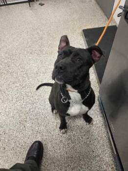 Pit Bull Terrier and Mixed Breed Dogs Available for Adoption - Gunner | PetCurious