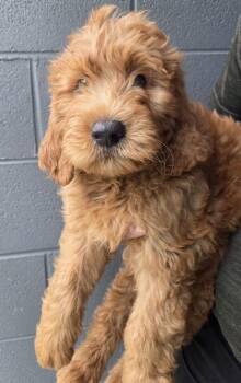 Tucker -  Golden Retriever and Standard Poodle Dog for Adoption in Malvern, Pennsylvania - Tucker | PetCurious
