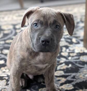 Bullmastiff Dogs Available for Adoption - Walker | PetCurious