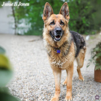 Rescue German Shepherd Dog Dogs for Adoption in Hopkinton, Massachusetts - Junie B Jones | PetCurious