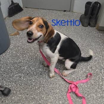 Skettio -  Beagle Dog for Adoption in Parkersburg, West Virginia - Skettio | PetCurious