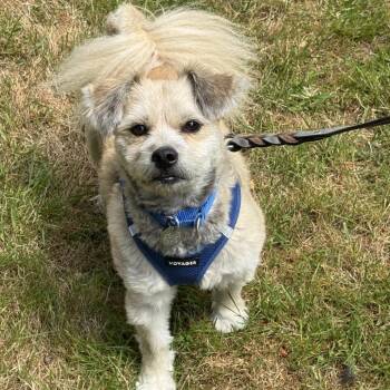 Berry -  Lhasa Apso and Pomeranian Dog for Adoption in Woodinville, Washington - Berry | PetCurious