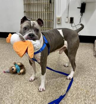 KILLUA -  Pit Bull Terrier Dog for Adoption in Boston, Massachusetts - KILLUA | PetCurious