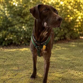 Asia -  Chocolate Labrador Retriever Dog for Adoption in San Antonio, Texas - Asia | PetCurious