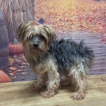 Rosco Phillips -  Yorkshire Terrier and Maltese Dog for Adoption in Normal, Illinois - Rosco Phillips | PetCurious