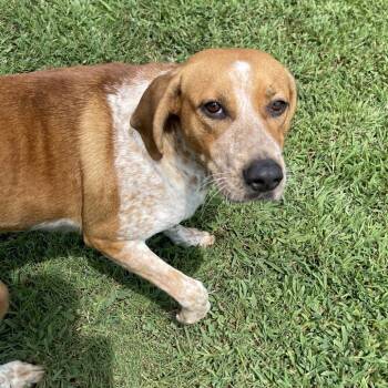 Betsy -  Hound and Mixed Breed Dog for Adoption in Blairsville, Georgia - Betsy | PetCurious