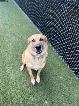 Rocky -  Mixed Breed Dog for Adoption in Lafayette, Indiana - Rocky | PetCurious