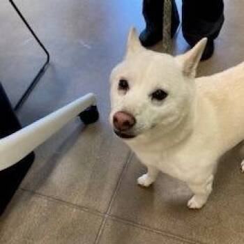Shiba Inu Dogs Available for Adoption in York, Pennsylvania - YORK-Stray-15736 | PetCurious