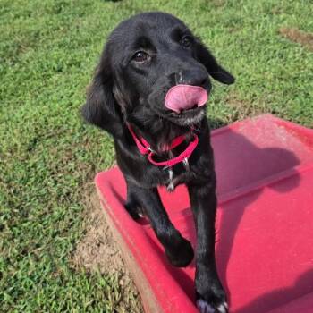 Puma -  Australian Shepherd and Mixed Breed Dog for Adoption in Fredericksburg, Virginia - Puma | PetCurious