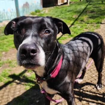 Mixed Breed Dogs Available for Adoption in Middlebury, Vermont - Gemma | PetCurious