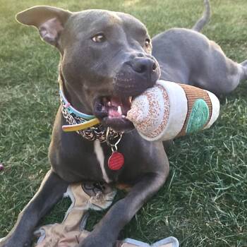 Rescue Pit Bull Terrier Dogs for Adoption in Chicago, Illinois - Karma | PetCurious