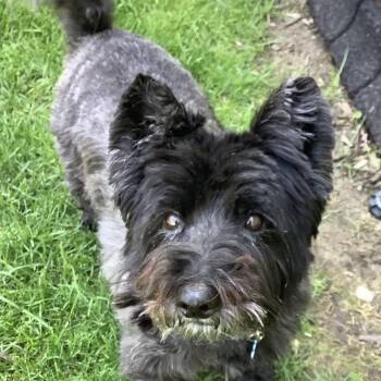 Scottish Terrier and Cairn Terrier Dogs Available for Adoption in Omaha, Nebraska - Emma | PetCurious