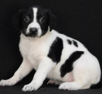 Cubone -  Irish Wolfhound and Bluetick Coonhound Dog for Adoption in Newland, North Carolina - Cubone | PetCurious