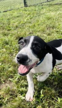Rescue Mixed Breed Dogs for Adoption in Oskaloosa, Iowa - Avocado | PetCurious