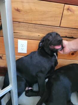 Smith Doodle 4 -  Mountain Cur and Poodle Dog for Adoption in Lawrenceburg, Tennessee - Smith Doodle 4 | PetCurious