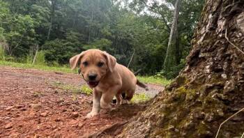 Francine -  Mixed Breed Dog for Adoption in Acworth, Georgia - Francine | PetCurious